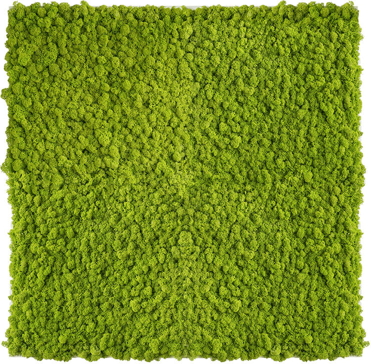 Mechový obraz z Islandského mechu 80x80